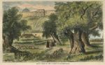 Jerusalem, Garden of Gethsemane, 1865