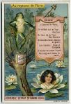 Liebig Vegetable Extract trade card, Au royaume de Flore, 1911