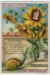 Liebig Vegetable Extract trade card, Au royaume de Flore, 1911