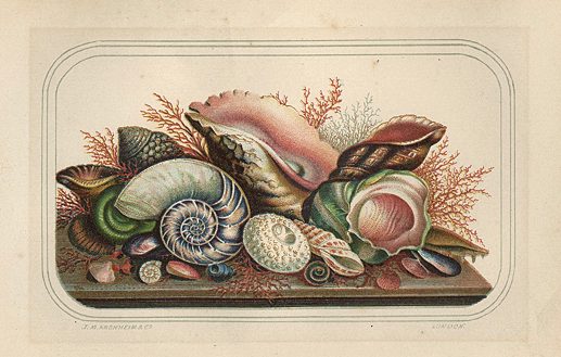 Shells, chromolithograph by Kronheim, c1870