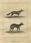 Holy Land, the Jackal Fox, 1800