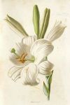 White Lily, 1895