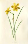 Tiny Daffodil, 1895