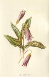 Dogs-Tooth Violet, 1895