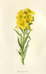Alpine Wallflower, 1895