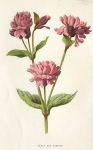 Double Red Campion, 1895