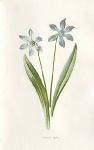 Siberian Squill, 1895