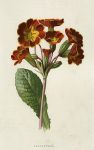 Polyanthus, 1895