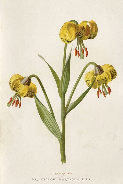 Turncap Lily, 1895
