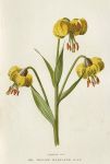 Turncap Lily, 1895