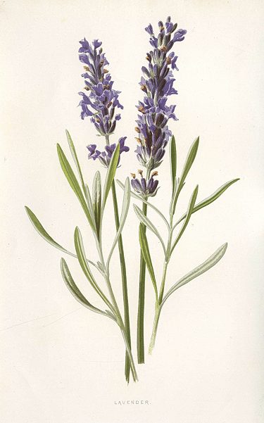 Lavender, 1895