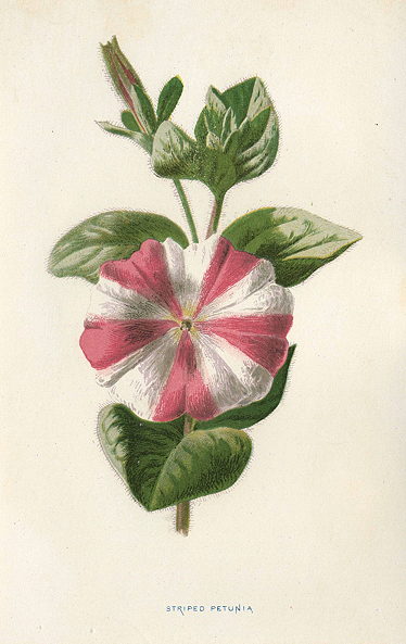 Striped Petunia, 1895