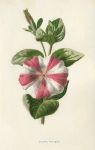 Striped Petunia, 1895