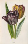 Tulip, 1895