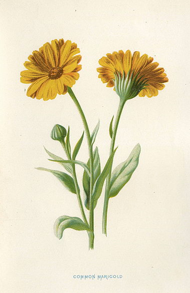Common Marigold, 1895