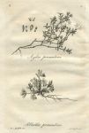 Scotland, Azalea procumbens & Sibbaldia procumbens, 1776