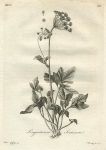 Scotland, Lingusticum Scoticum, 1776