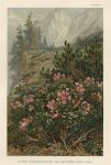 Alpine Rhododendrons and Mountain Pines (Tyrol), 1896