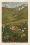 Alpine Flowers in the Tyrol, 1896