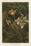 West Indian Orchids, 1896