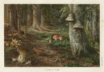 Fungi in Britain (mushrooms & toadstools), 1896