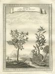 China, plants, 1760