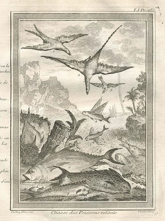Africa, Fish, Flying Fish and sea birds, 1760