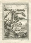 Africa, birds and animals including Crocodile, 1760