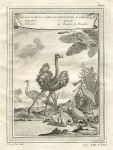Africa, birds of the west coast, including Ostrich, 1760