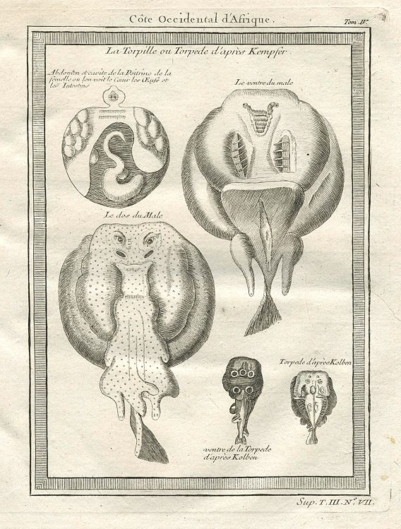 Africa, west coast, electric ray, 1760