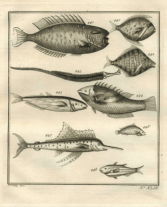 West Africa, various fish, 1760