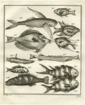 West Africa, various fish, including flying fish, 1760