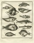 West Africa, various fish, 1760