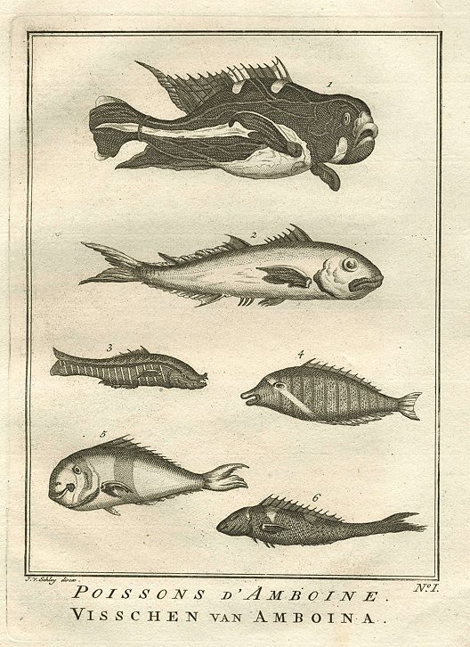Maluku Islands of Indonesia, various fish, 1760