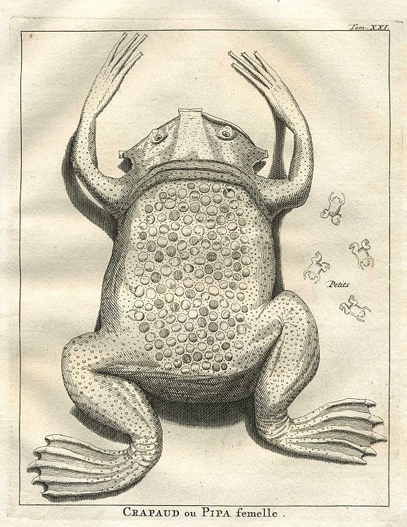 Guiana, female toad, 1760