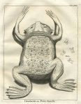 Guiana, female toad, 1760