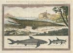 Africa, Crocodile and fish, 1760
