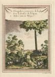 Ceylon (Sri Lanka), Tree and leaves as umbrellas, 1760