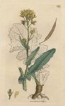 Field Cabbage, or Wild Navew (Brassica campestris), Sowerby, 1811