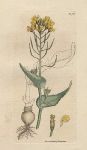 Common Turnip (Brassica Rapa), Sowerby, 1810