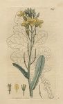 Sea Cabbage (Brassica oleracea), Sowerby, 1799