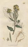 Wild Mustard, or Charlock (Sinapis arvensis), Sowerby, 1807