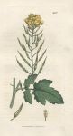 White Mustard (Sinapis alba), Sowerby, 1806