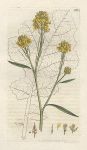 Common Mustard (Sinapis nigra), Sowerby, 1801