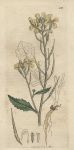 Wild Radish, or Jointed Charlock (Raphanus Raphanistrum), Sowerby, 1801