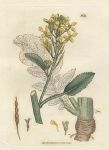 Sea Radish (Raphanus maritimus), Sowerby, 1806