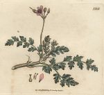 Hemlock Stork's-bill (Erodium circutarium), Sowerby, 1807