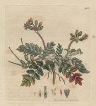 Musky Stork's-bill (Erodium moschatum), Sowerby, 1801
