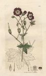 Dusky Cranebill (Geraneum phaeum), Sowerby, 1795