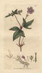 Knotty Crane's-bill (Geraneum nodosum), Sowerby, 1802